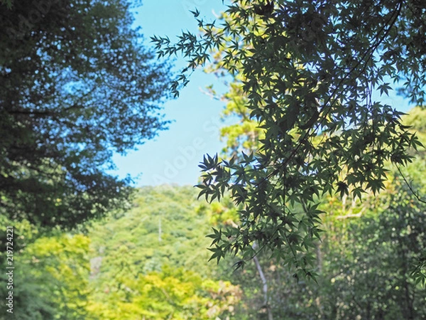 Fototapeta 箕面市の綺麗なもみじの風景