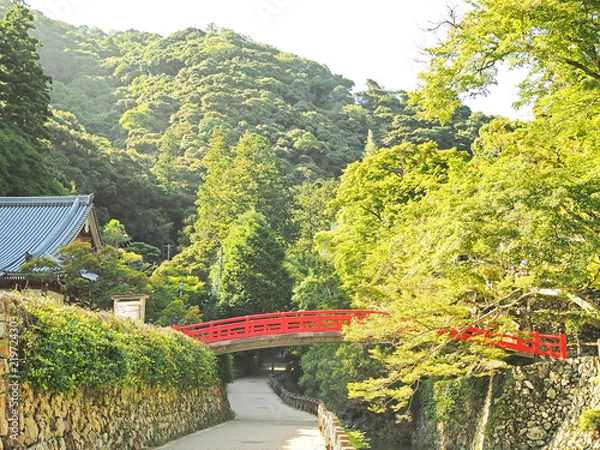 Fototapeta 箕面市の綺麗な森の風景