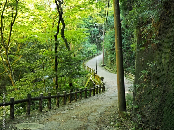 Fototapeta 箕面市の綺麗な森の風景