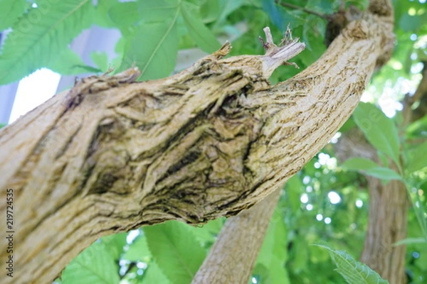 Fototapeta 美しい植物が生息する日本の美しいフラワーパークの景色