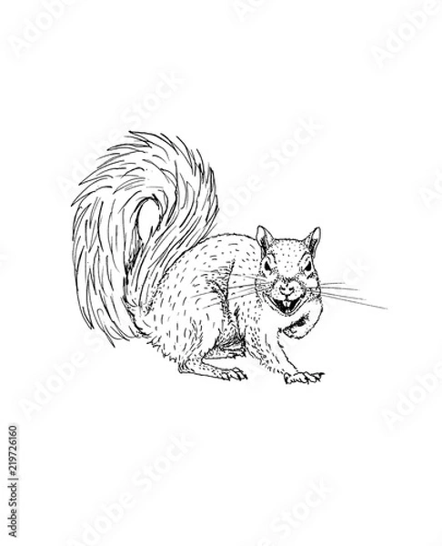 Fototapeta Rabid Squirrel