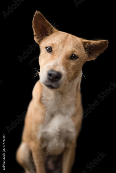 Fototapeta A wondering Thai dog isolated on black background