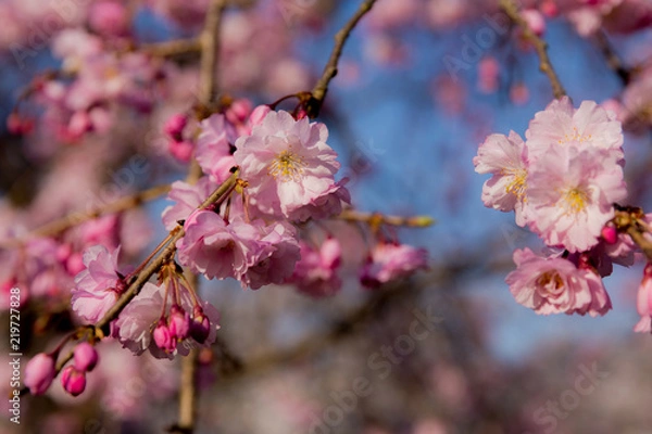 Fototapeta 京都、春の桜の風景