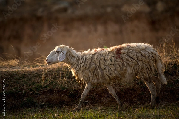 Obraz sheep in meadow