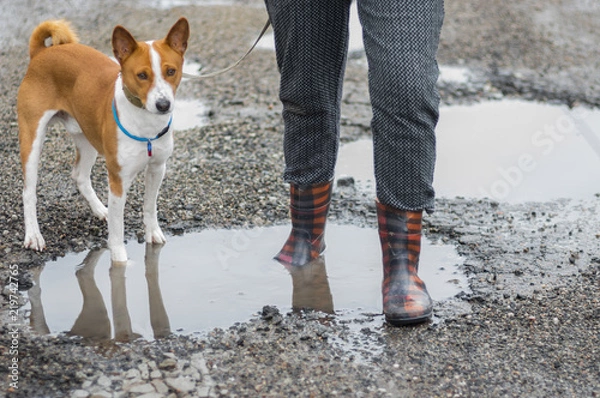 Fototapeta Basenji dog with master wearing wellingtons walking through rain-water pools on the spring street