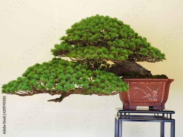 Obraz bonsai tree,Japan