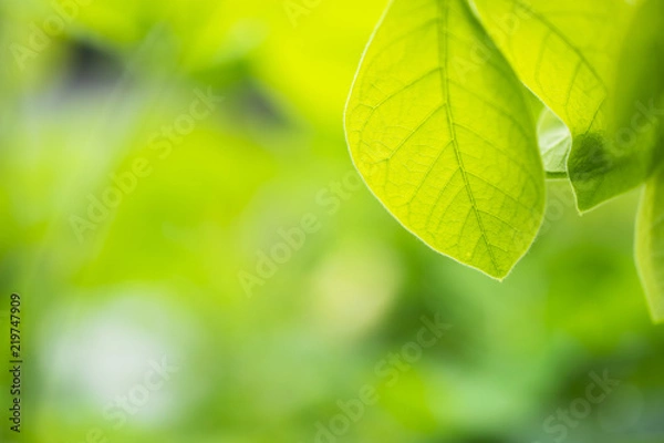 Obraz Closeup green leaf of tree in nature with copy space on soft green background.