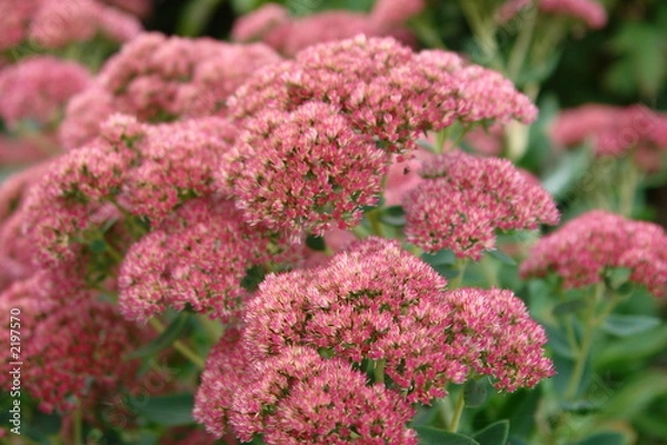 Obraz autumn flower...