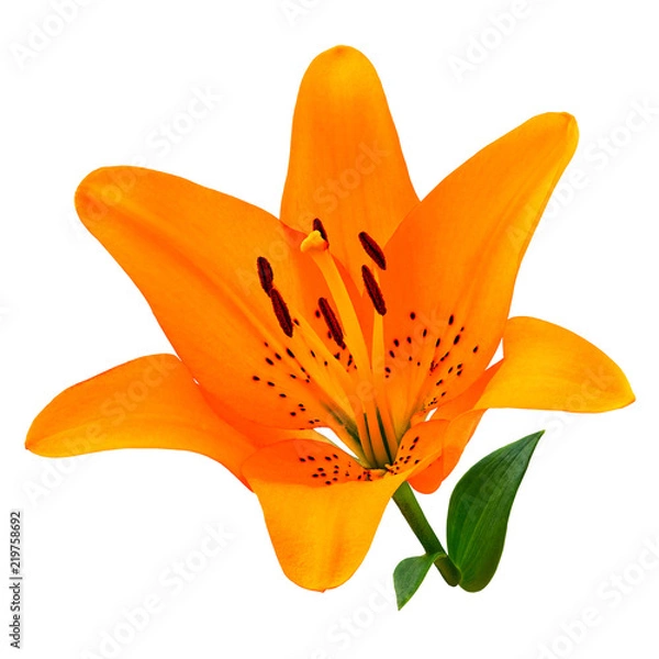 Fototapeta flower orange lily isolated on white background. Close-up. Flower bud on a green stem with leaves. Nature.