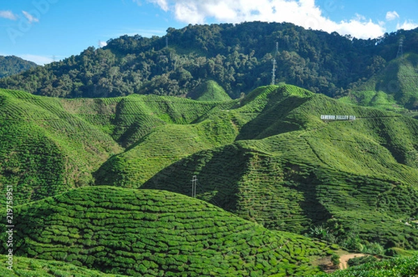 Obraz Tea plantations in Cameron Highlands