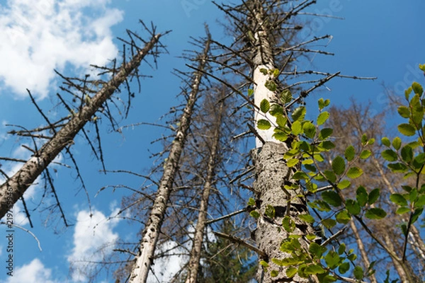 Obraz Pine forest devastated be bark beetle infestation.