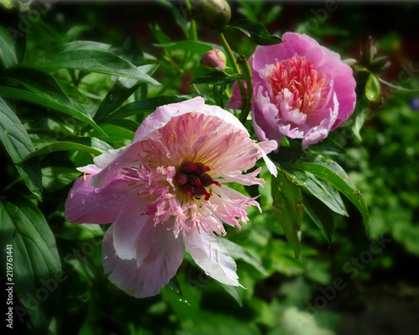 Obraz Розовые пионы в каплях дождя.