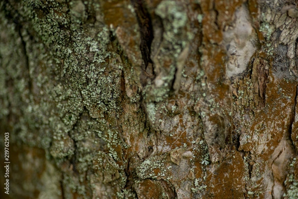 Obraz Nature wood bark