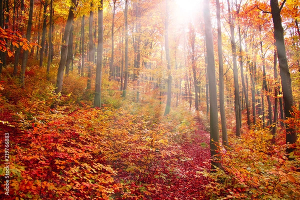 Obraz Rays in the colourful forest