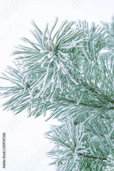 Fototapeta Pine trees covered with frost. Pine needles in snow. Cloudy frosty day.Spruce branches in the snow.