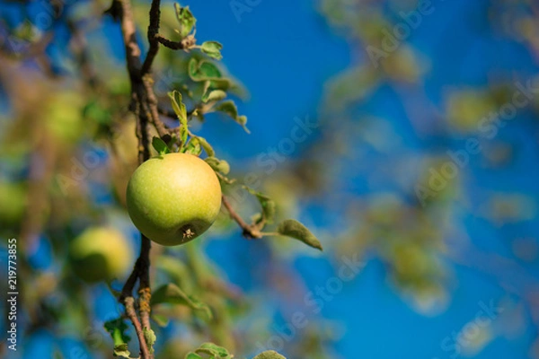 Fototapeta green fresh apple on branch tree against blue sky