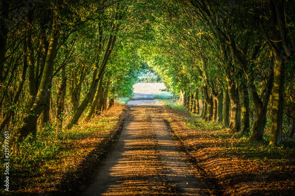 Fototapeta Evening light falls across beautiful farmland track in the British countryside.