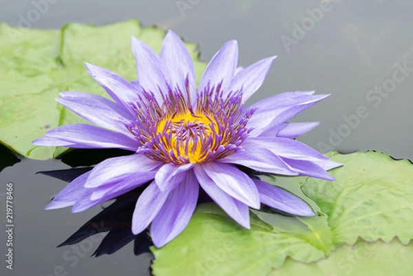 Fototapeta Purple water lily in a pond at Botanical garden