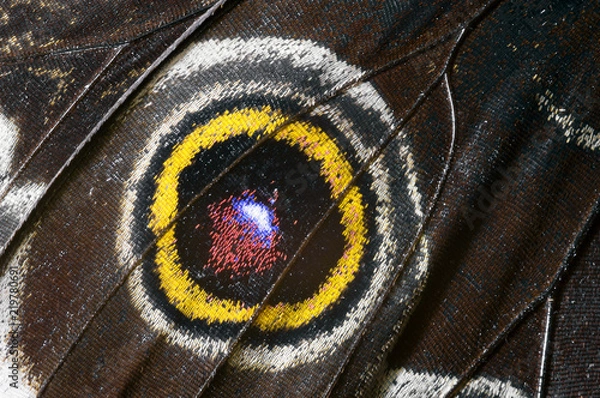 Obraz Beautiful butterfly wing, macrophoto