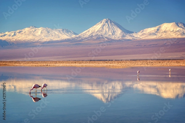 Fototapeta Snowy wulkan Licancabur w Andach, odbijający się w wodzie Laguna Chaxa z flamingami andyjskimi, Atacama salar, Chile