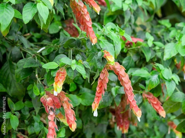 Obraz acanthaceae beloperone guttata brandegeei piliena, a bush with long red and orange flowers with white buds at the ends, close-up, green foliage on all photos, natural growing in the garden,