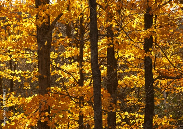 Obraz Maples in Autumn