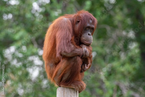 Obraz Orangutan sitting perched on a pole
