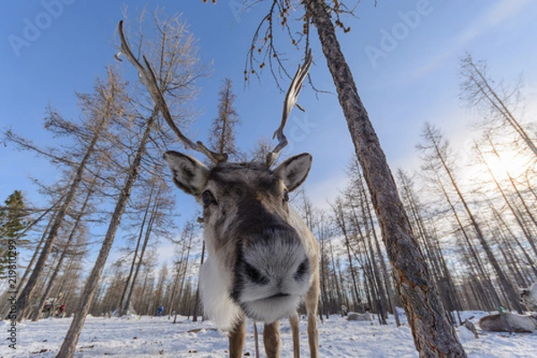 Obraz Mongolian small deers into the winter forest.