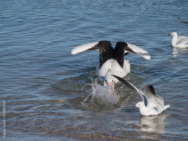 Obraz Australian Pelican Bird	
