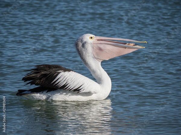 Obraz Australian Pelican Bird	