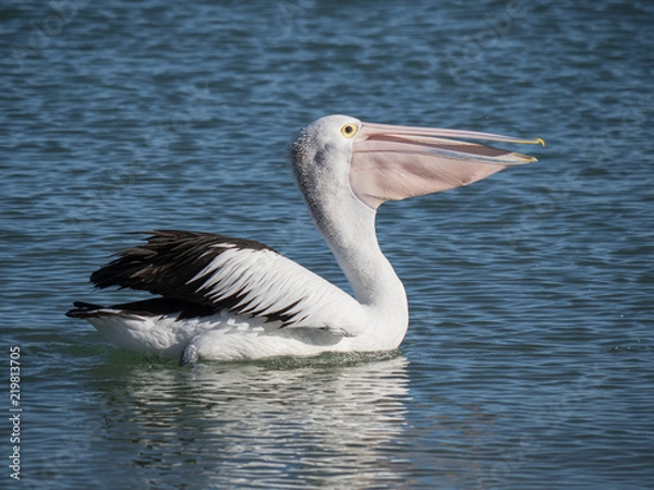 Obraz Australian Pelican Bird	