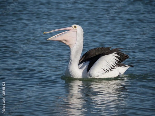 Obraz Australian Pelican Bird	
