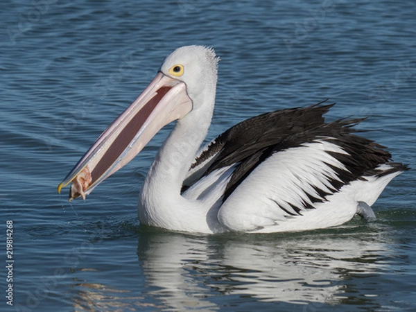 Obraz Australian Pelican Bird	