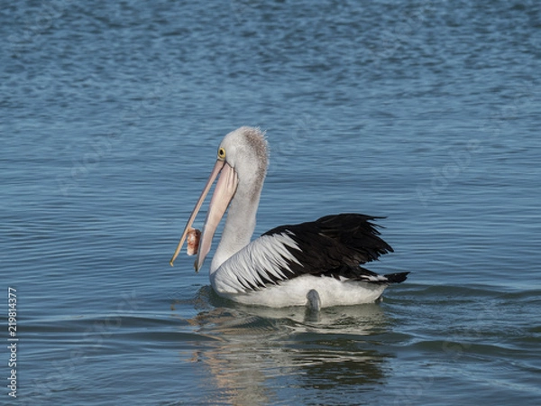 Obraz Australian Pelican Bird	