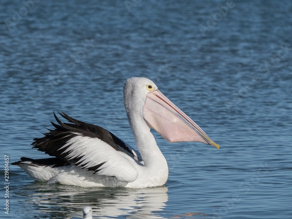 Obraz Australian Pelican Bird	