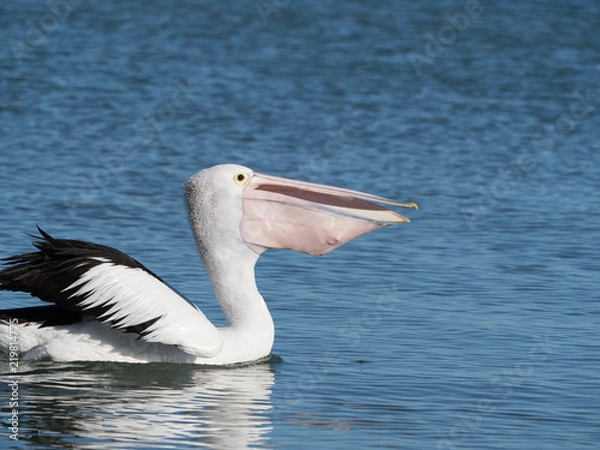 Obraz Australian Pelican Bird