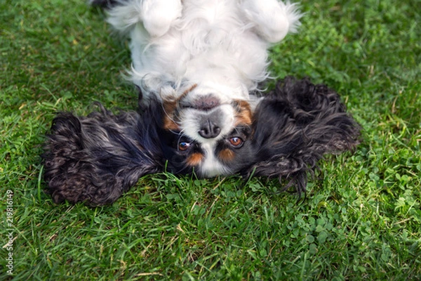 Obraz Happy dog lying upside down