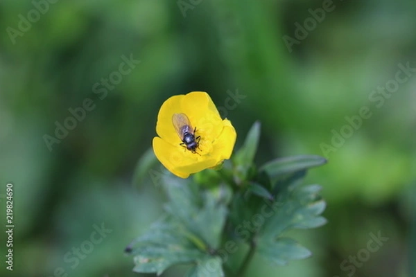 Obraz Butterblume mit Käfer