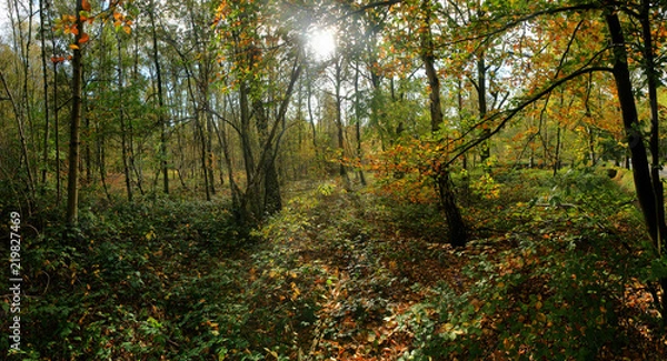 Obraz panoramic view of a forest in autumn colors with plenty leaves and ivy on the forest floor