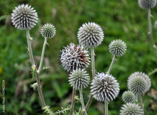 Obraz Flowering echinops ritro