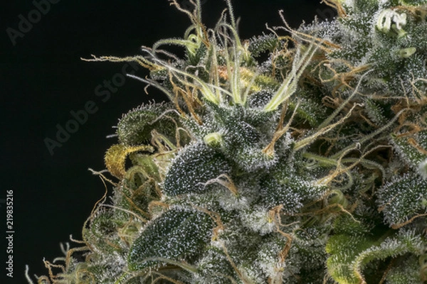 Obraz marihuana resin macro