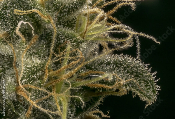 Obraz marihuana resin macro