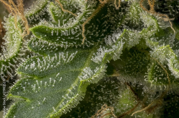 Obraz marihuana resin macro