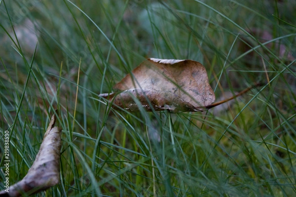 Obraz fall of the leaf