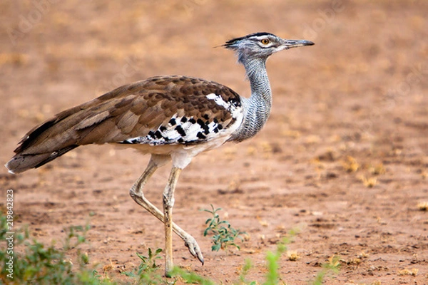 Obraz Kori Bustard