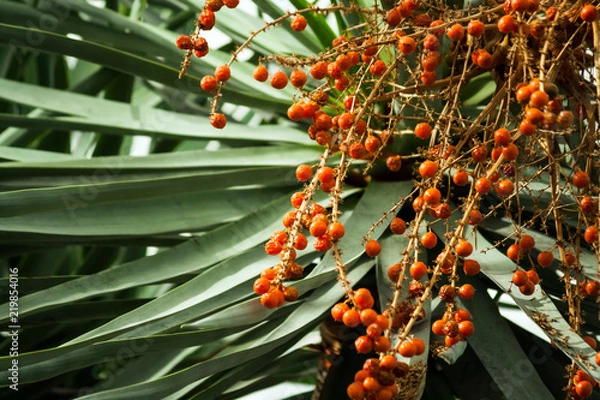 Obraz dracaena draco,  part of a tree with orange small berries, many on a branch, thin green leaves on all photos, fruits on the right side, sunlight, fruits of a dragon tree,  silvery-gray