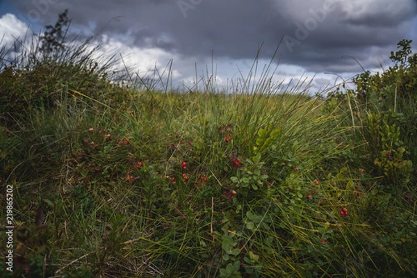 Obraz Norwegian nature