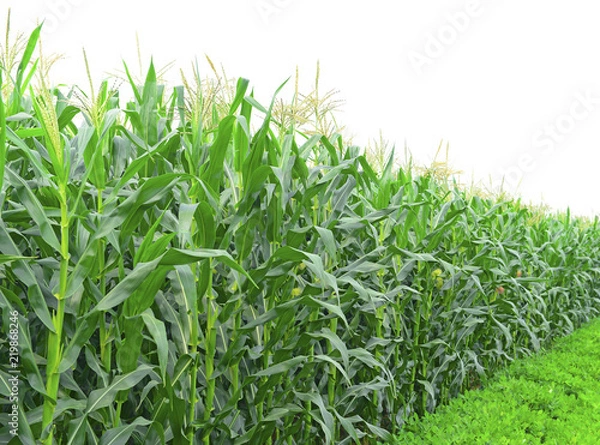 Fototapeta Growing corn in the open field