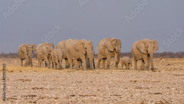 Obraz Elephant Family