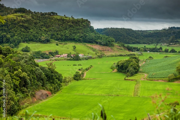 Obraz RICE FIELD